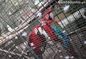 Arara ara chloroptera 2021 2023