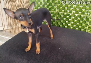 imagem_4