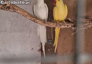 Casal de ring neck adulto