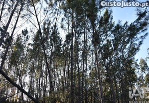 imagem_18