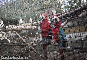 imagem_2