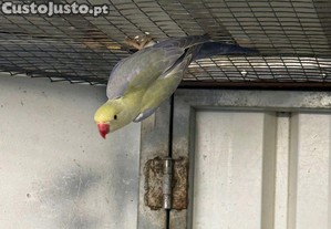 imagem_2