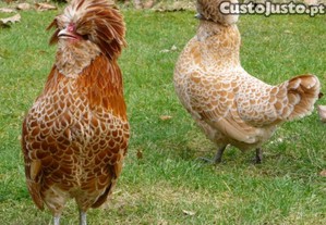 Trio paduanas chamois