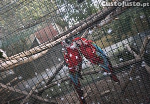 imagem_5