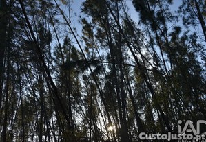 imagem_20