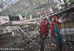 imagem_7