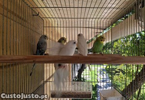 imagem_5