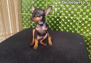 imagem_5