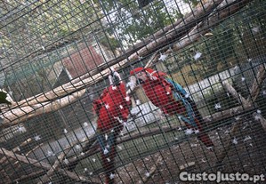 imagem_8