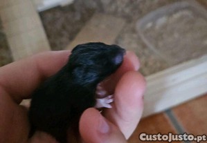 imagem_2