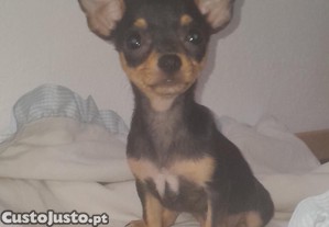 Chihuahua Macho c/ LOP - LTIMO