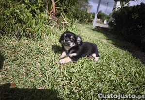 Chihuahua disponvel para entrega imediata