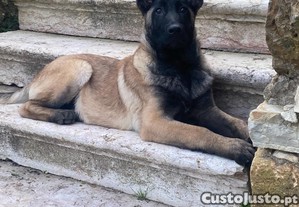 Pastor Belga - Doação