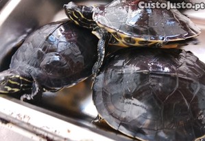 imagem_1