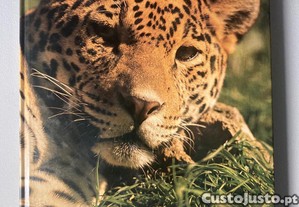 imagem_7