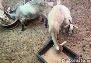 Lote 7 cabritas