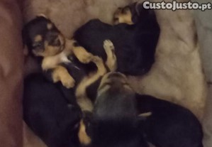 Cachorros yorkshire