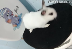 Coelhos anes