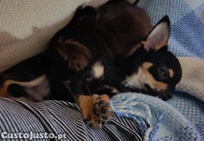 Chihuahua macho para acasalar