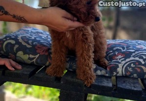 imagem_3