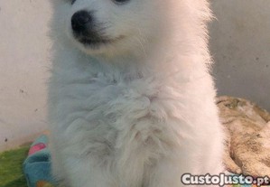 Spitz alem�o an�o