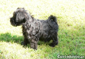 Schnauzer miniatura C/LOP, Afixo e Vacinas