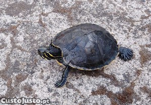 imagem_2