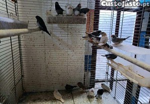 Tenho mandarins e bagalins