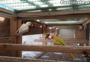 imagem_3
