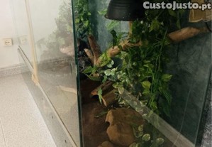 Terr�rio 120X80X50