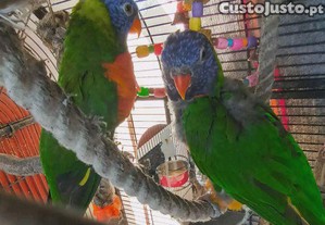 Casal Loris