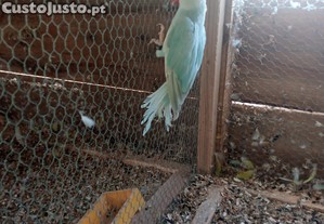 imagem_1
