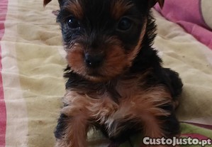 Cachorrinho Yorkshire Terrier