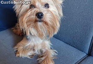 Cadelinha muito bonita e d�cil