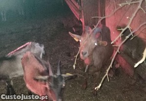 Cabras cheias