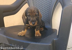 Teckel p�lo cerdoso f�mea