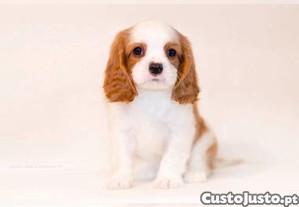 Cavalier King Charles