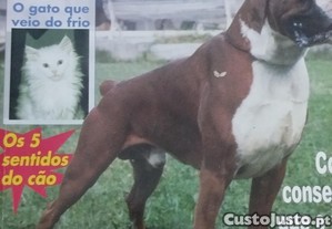 imagem_6