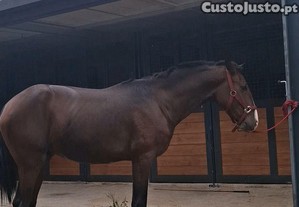 Poldro lusitano 2anos