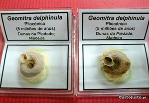 Geomitra delphinula fóssil 2x4,5x4,5cm-cx