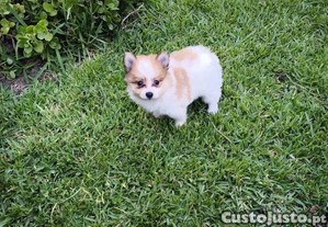 Spitz anão Lulu da Pomerânia fêmea para entrega imediata