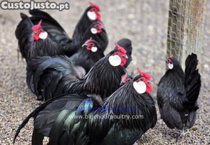 Casais de galinhas de ra�a rose combo
