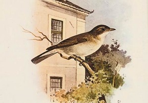 Catálogo Ilustrado das Aves de Portugal