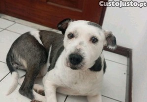 imagem_2