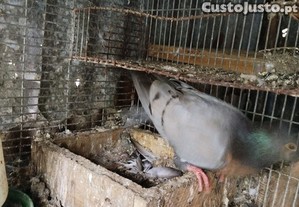 imagem_4