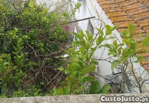 imagem_10