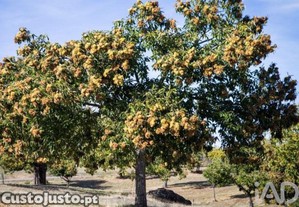 Terreno Agr�cola em