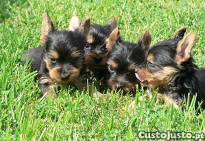 Yorkshire Terrier C/LOP, Afixo e Vacinas