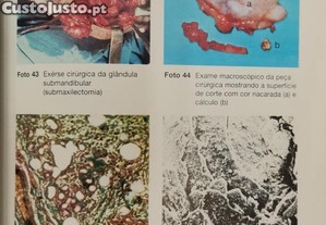 imagem_8