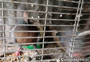 imagem_6